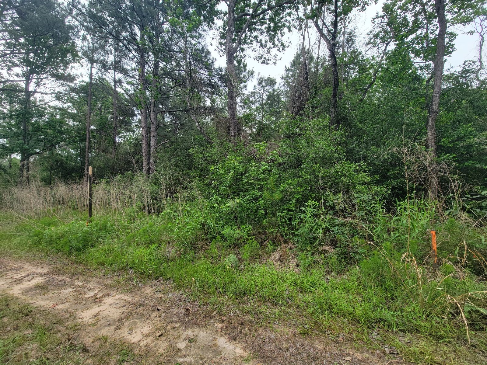 Tbd Hardy Street Houston, TX 77073 - Photo 5 of 10 This photo shows a wooded area with dense greenery and tall trees, adjacent to a dirt path. Ideal for buyers seeking a natural, secluded setting.