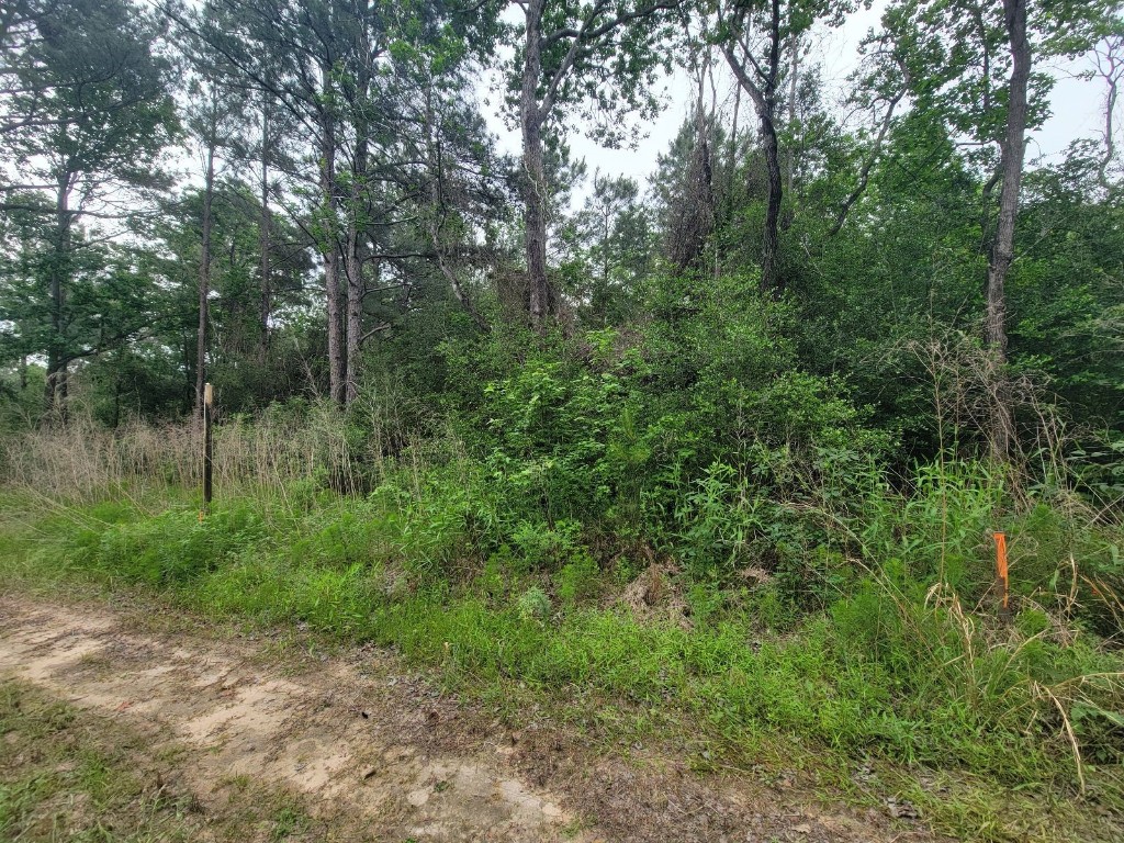 Tbd Hardy Street Houston, TX 77073 - Photo 5 of 10 a view of a forest