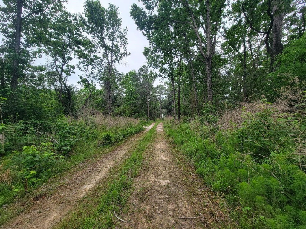 Tbd Hardy Street Houston, TX 77073 - Photo 10 of 10 a view of outdoor space and trees all around