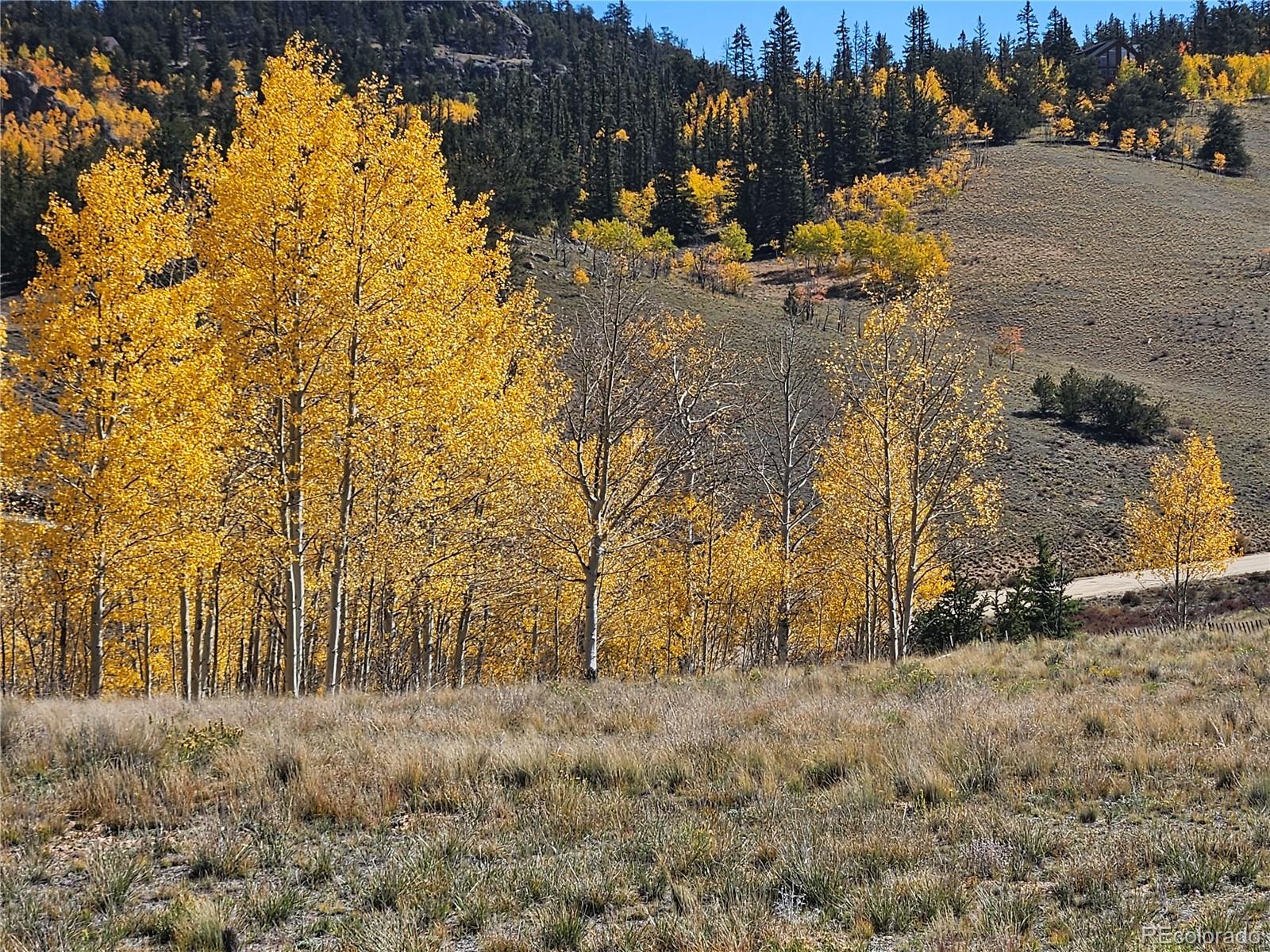 1155 Travois Road Jefferson, CO 80456 - Photo 4 of 31 a view of outdoor space with trees