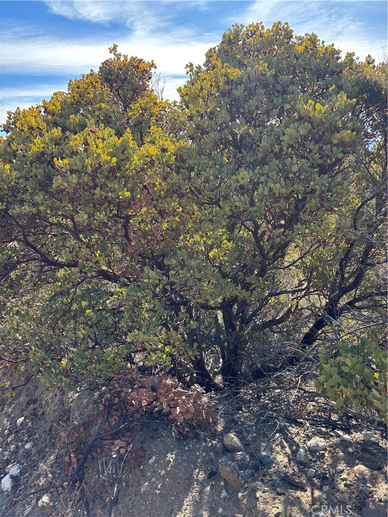 0 Upper Valley Road Anza, CA 92539 - Photo 11 of 39 a view of a forest with a tree in the background