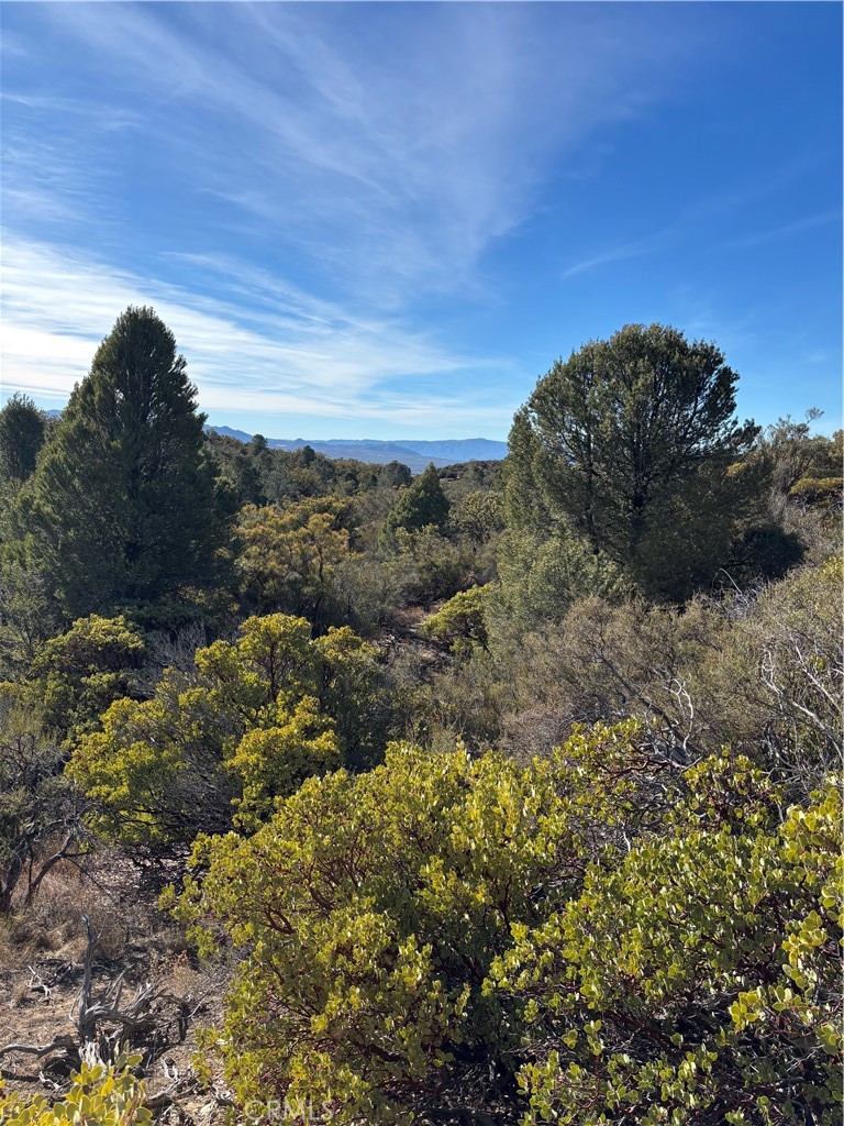0 Upper Valley Road Anza, CA 92539 - Photo 12 of 39 a view of a bunch of trees and bushes