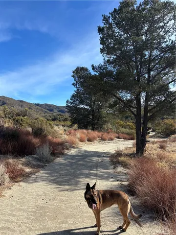 a view of a mountain range with trees in the background