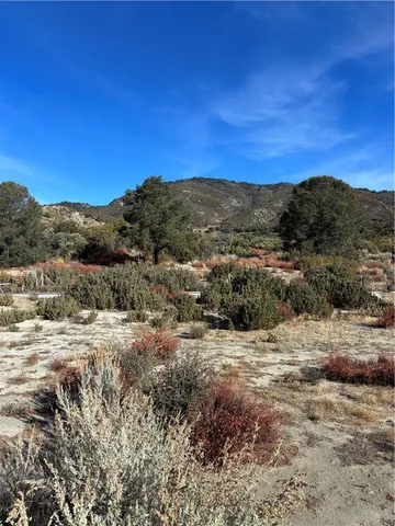 a view of a forest with trees