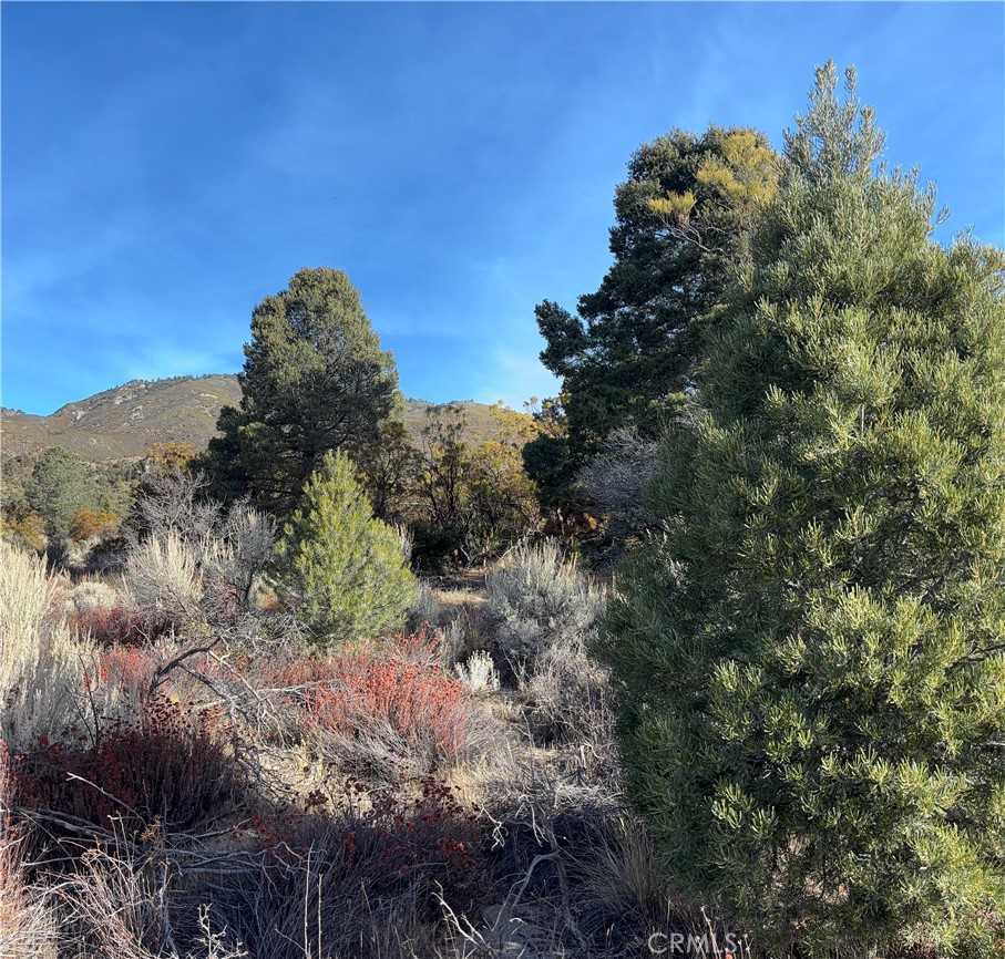 0 Upper Valley Road Anza, CA 92539 - Photo 19 of 39 a view of a tree in a field with a tree in front of it