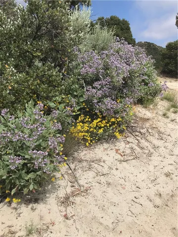 a view of flowers in bunch