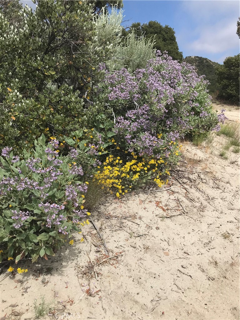 0 Upper Valley Road Anza, CA 92539 - Photo 22 of 39 a view of a forest with trees