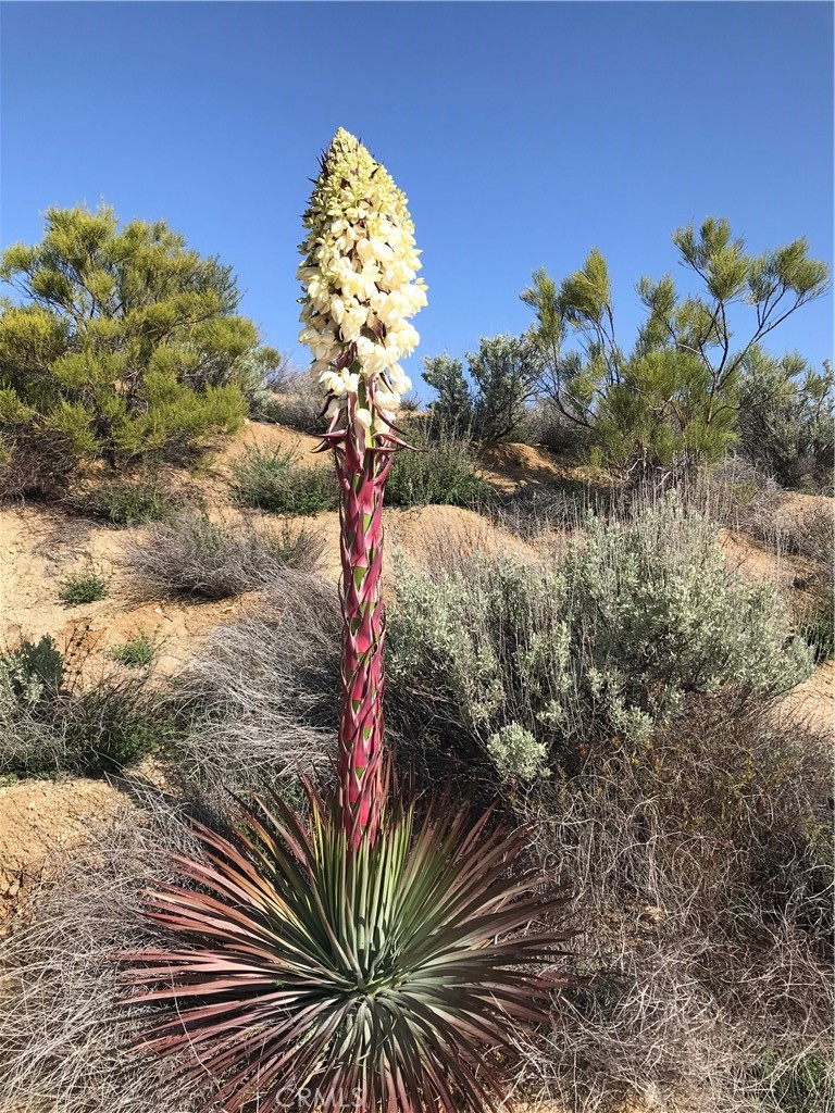 0 Upper Valley Road Anza, CA 92539 - Photo 24 of 39 a picture of a flower in a garden