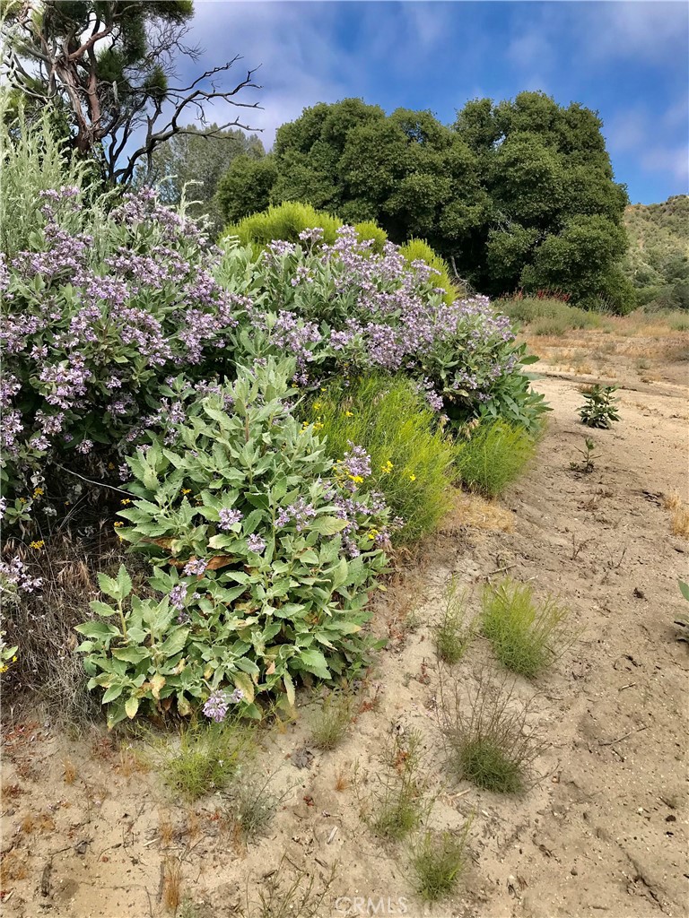 0 Upper Valley Road Anza, CA 92539 - Photo 25 of 39 a view of a garden with a tree