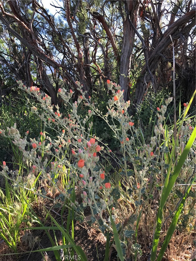 0 Upper Valley Road Anza, CA 92539 - Photo 30 of 39 a view of flowers in bunch