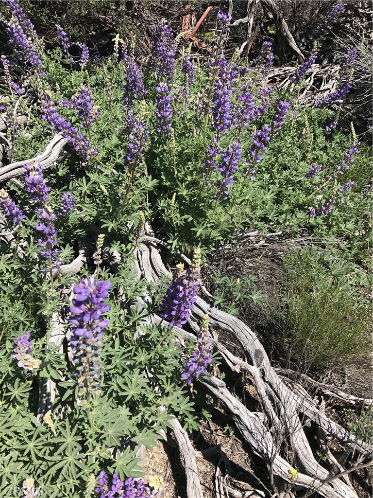0 Upper Valley Road Anza, CA 92539 - Photo 32 of 39 an aerial view of a house with a yard
