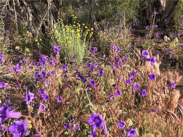 $1,875,000 | 0 Upper Valley Road, Anza, CA 92539