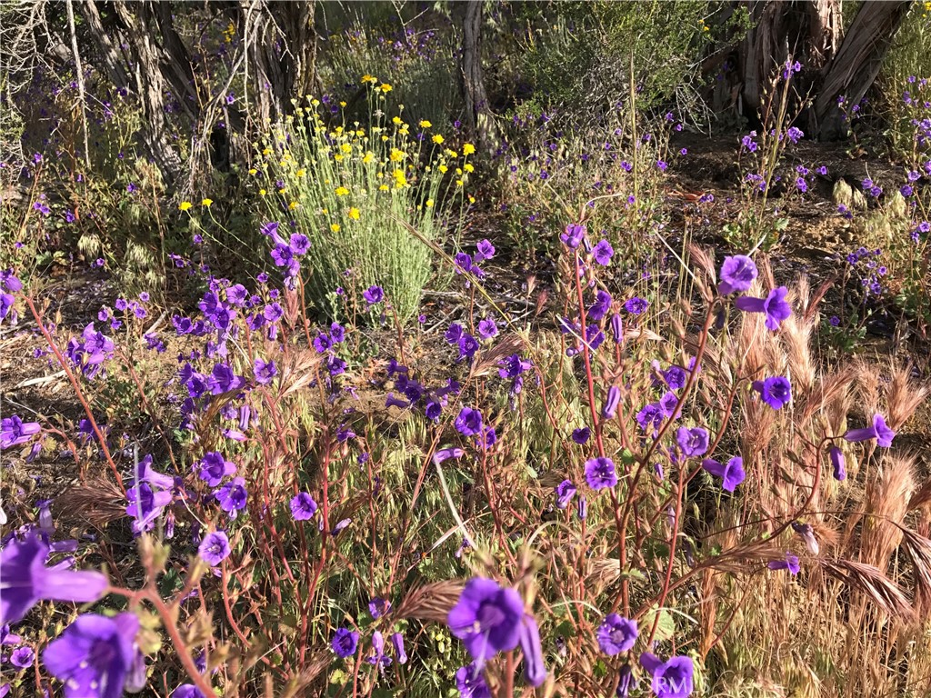 0 Upper Valley Road Anza, CA 92539 - Photo 35 of 39