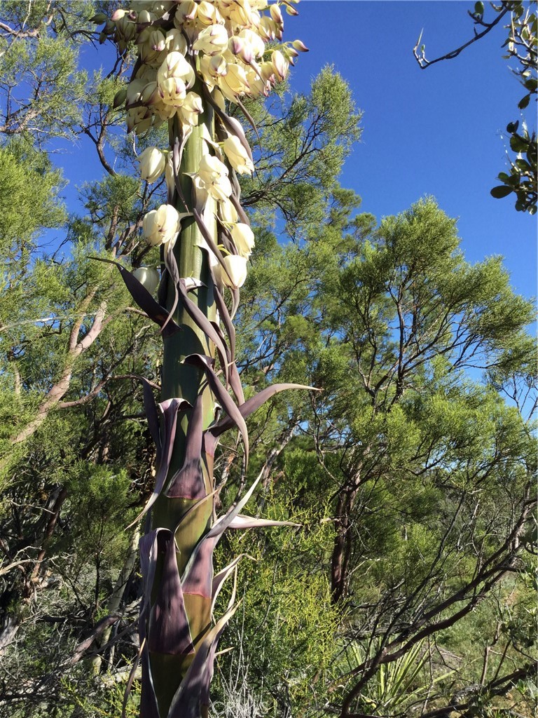 0 Upper Valley Road Anza, CA 92539 - Photo 37 of 39