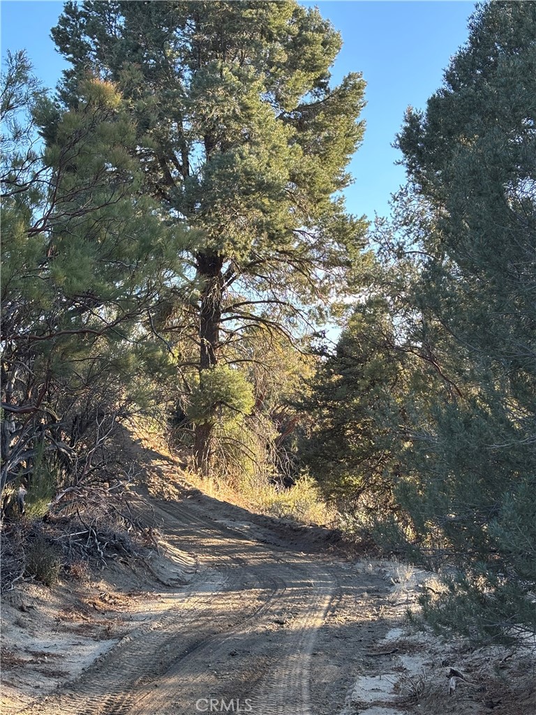 0 Upper Valley Road Anza, CA 92539 - Photo 5 of 39 a view of a tree