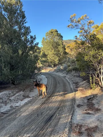 an aerial view of forest