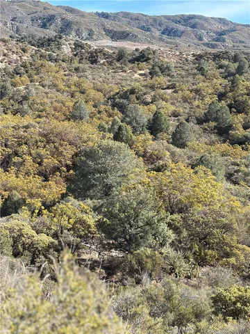 a view of a forest with a tree in the background