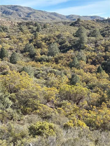 a view of a bunch of trees and bushes