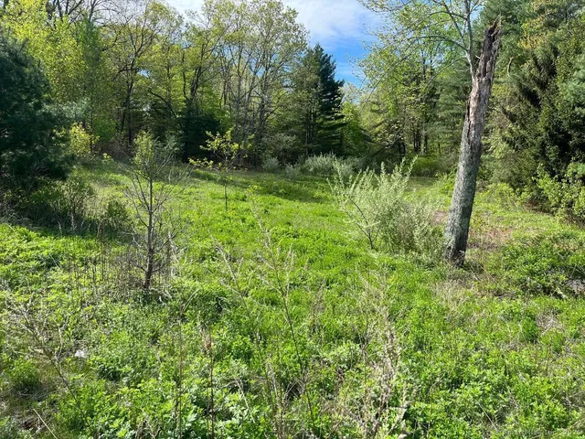 a view of a lush green forest