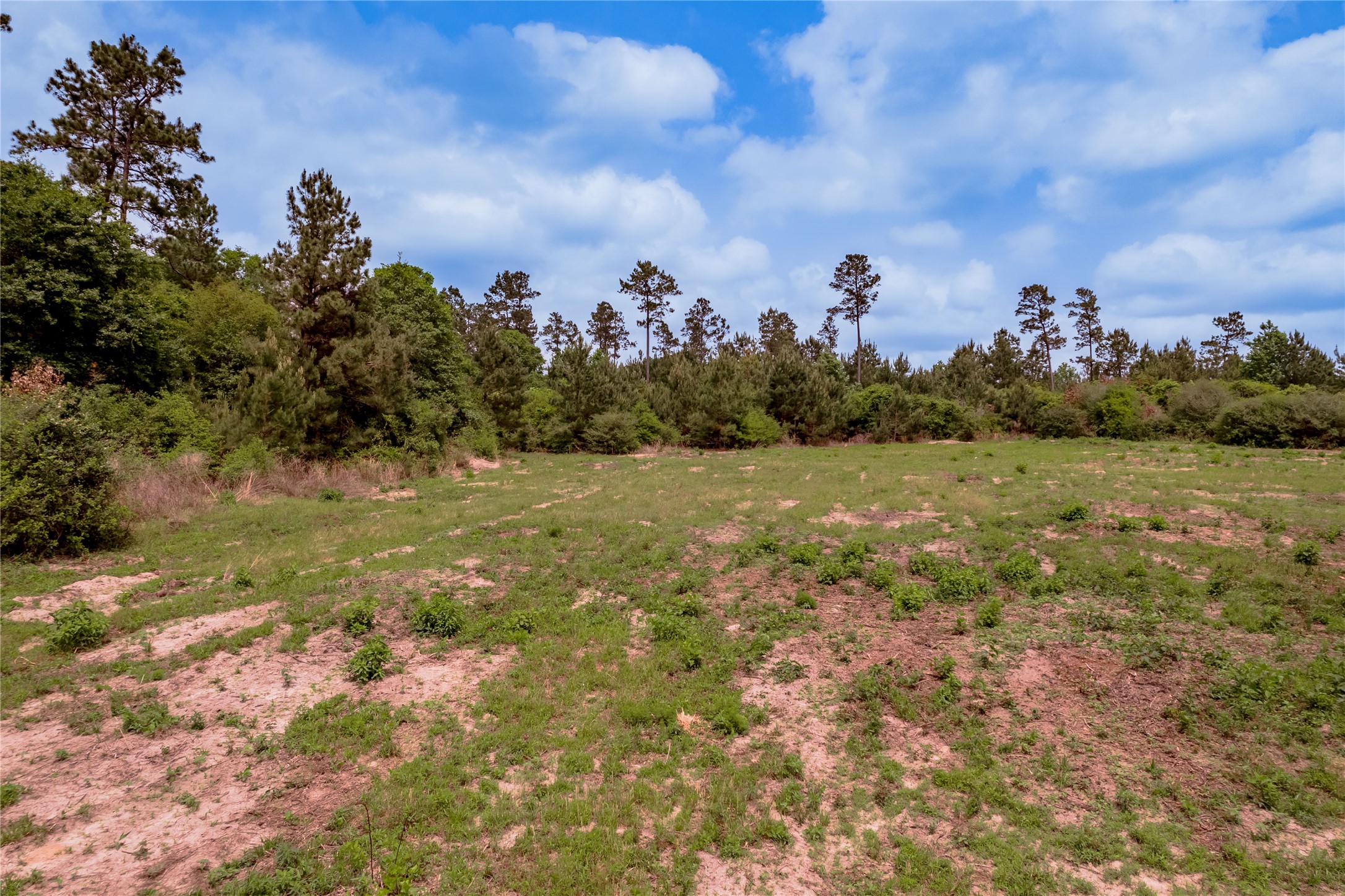 3134 Nursery Road Livingston, TX 77351 - Photo 47 of 50 On the ground view of the "hunting" area.