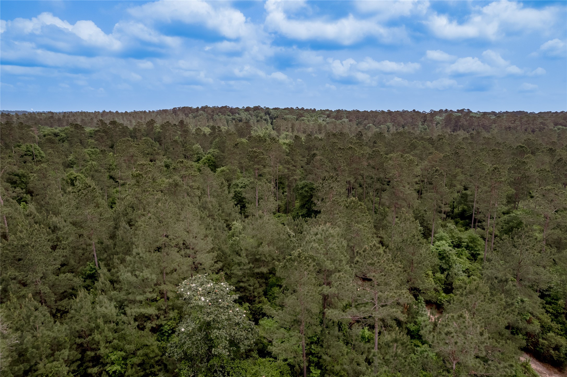 3134 Nursery Road Livingston, TX 77351 - Photo 49 of 50 So much beautiful timber!