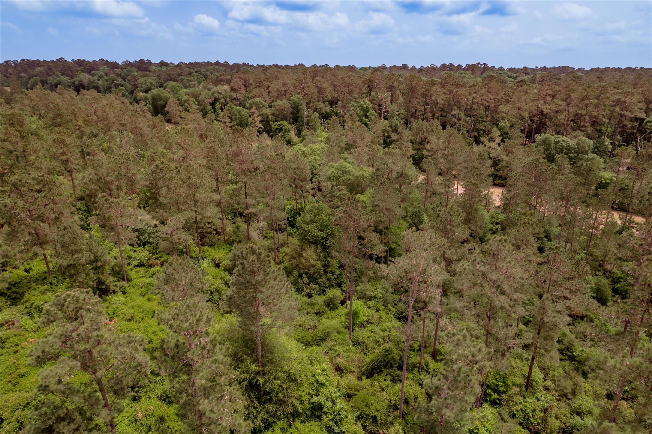 3134 Nursery Road Livingston, TX 77351 - Photo 50 of 50 This East Texas beauty could be yours!