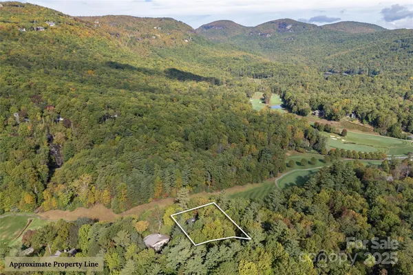 a view of a forest with a mountain