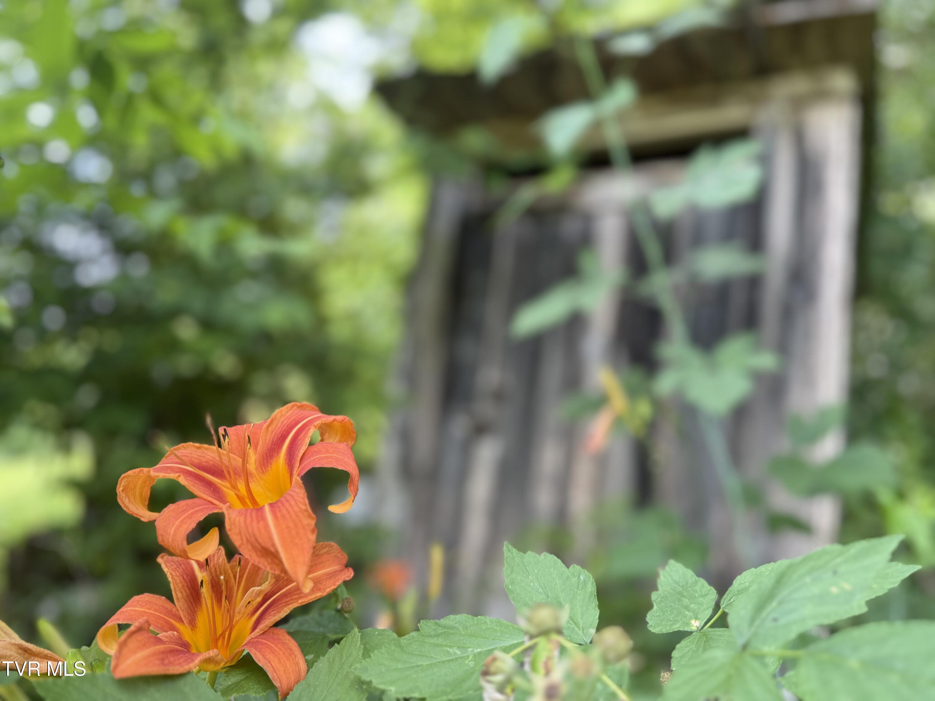 131 Gibson Hollow Road Eidson, TN 37731 - Photo 33 of 102 _Pic33 (33)