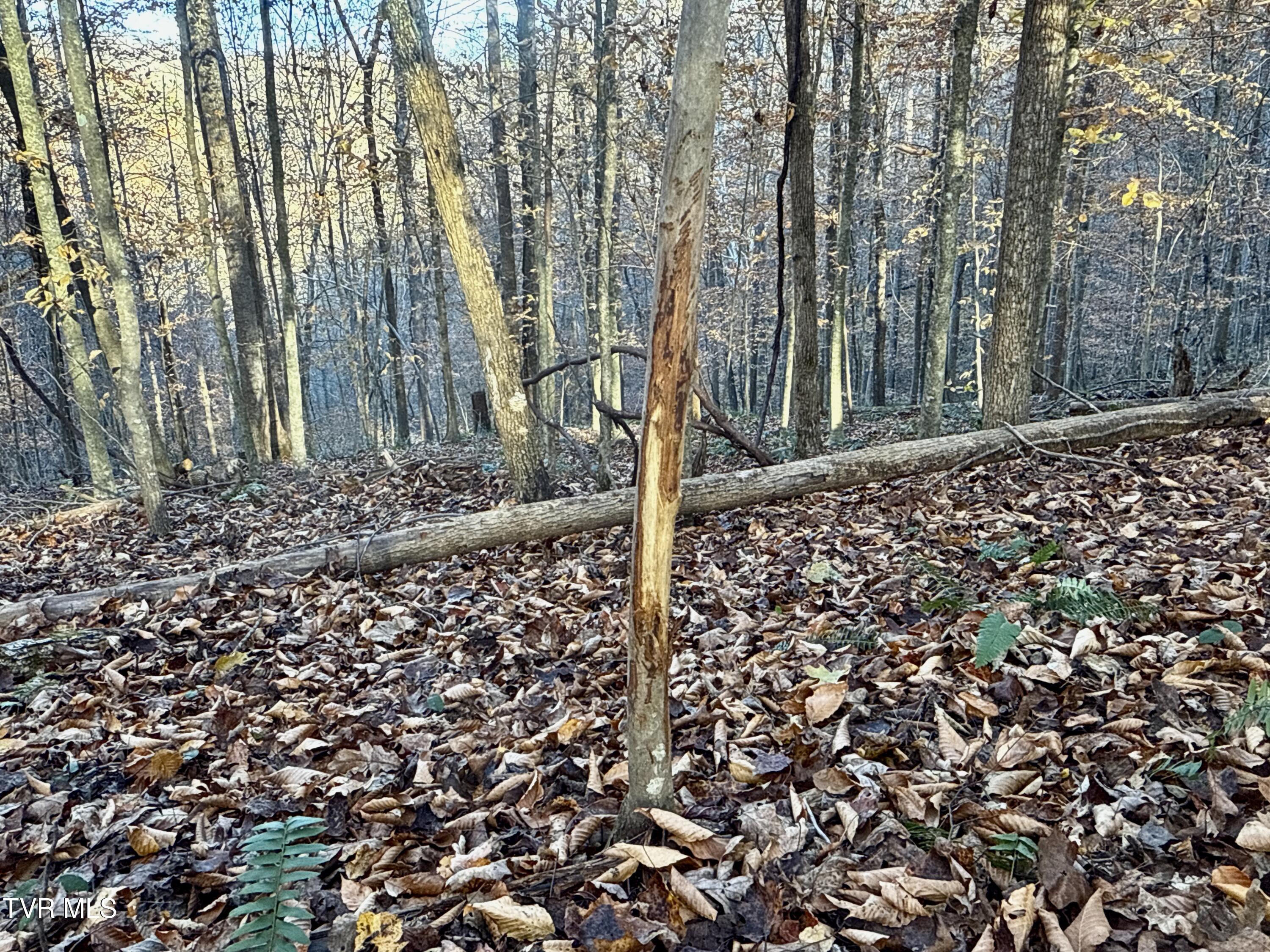 131 Gibson Hollow Road Eidson, TN 37731 - Photo 5 of 102 IMG_7476