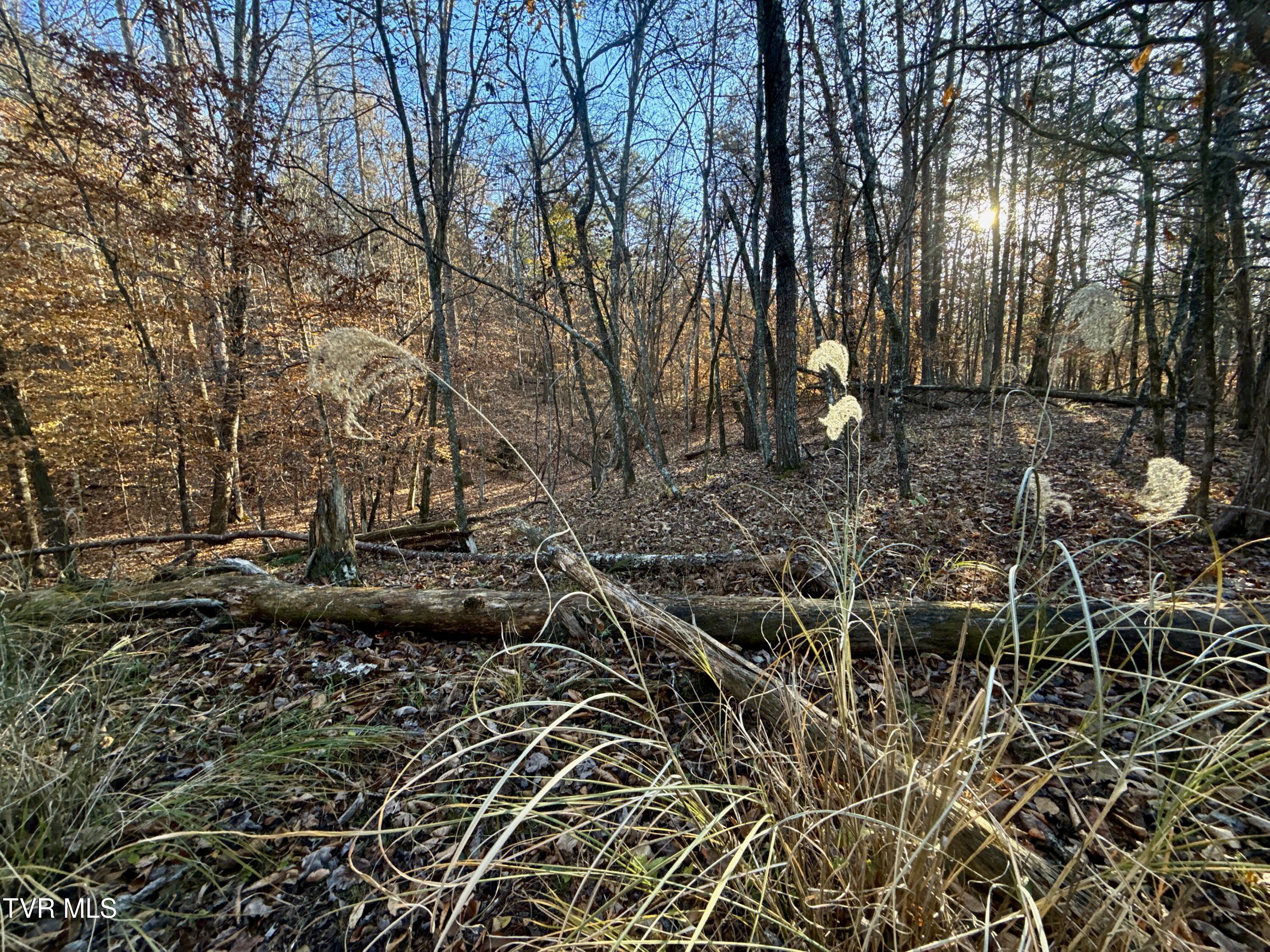 131 Gibson Hollow Road Eidson, TN 37731 - Photo 67 of 102 IMG_7486