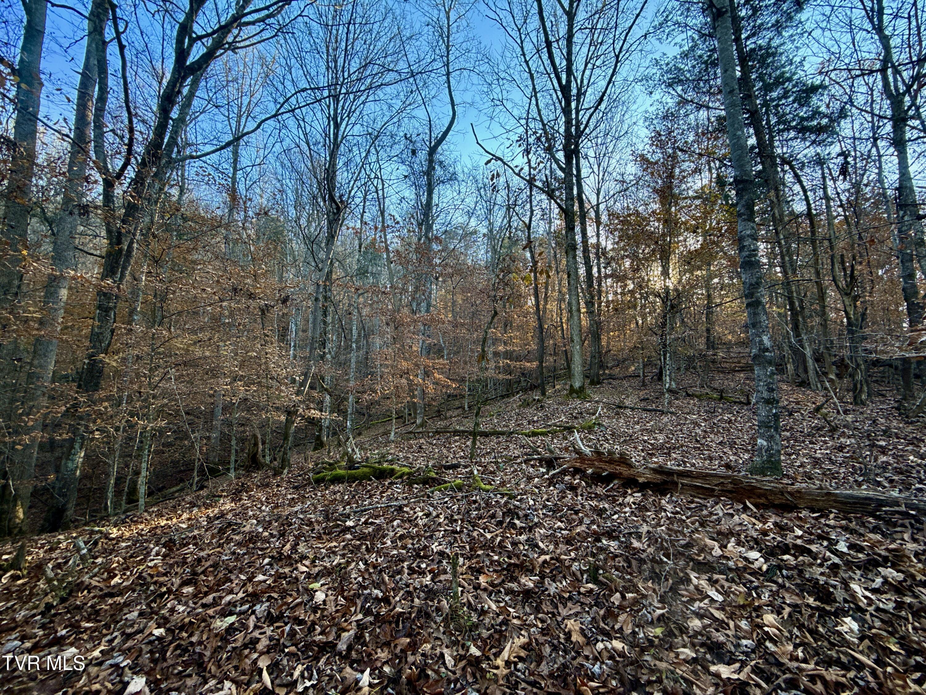 131 Gibson Hollow Road Eidson, TN 37731 - Photo 68 of 102 IMG_7485