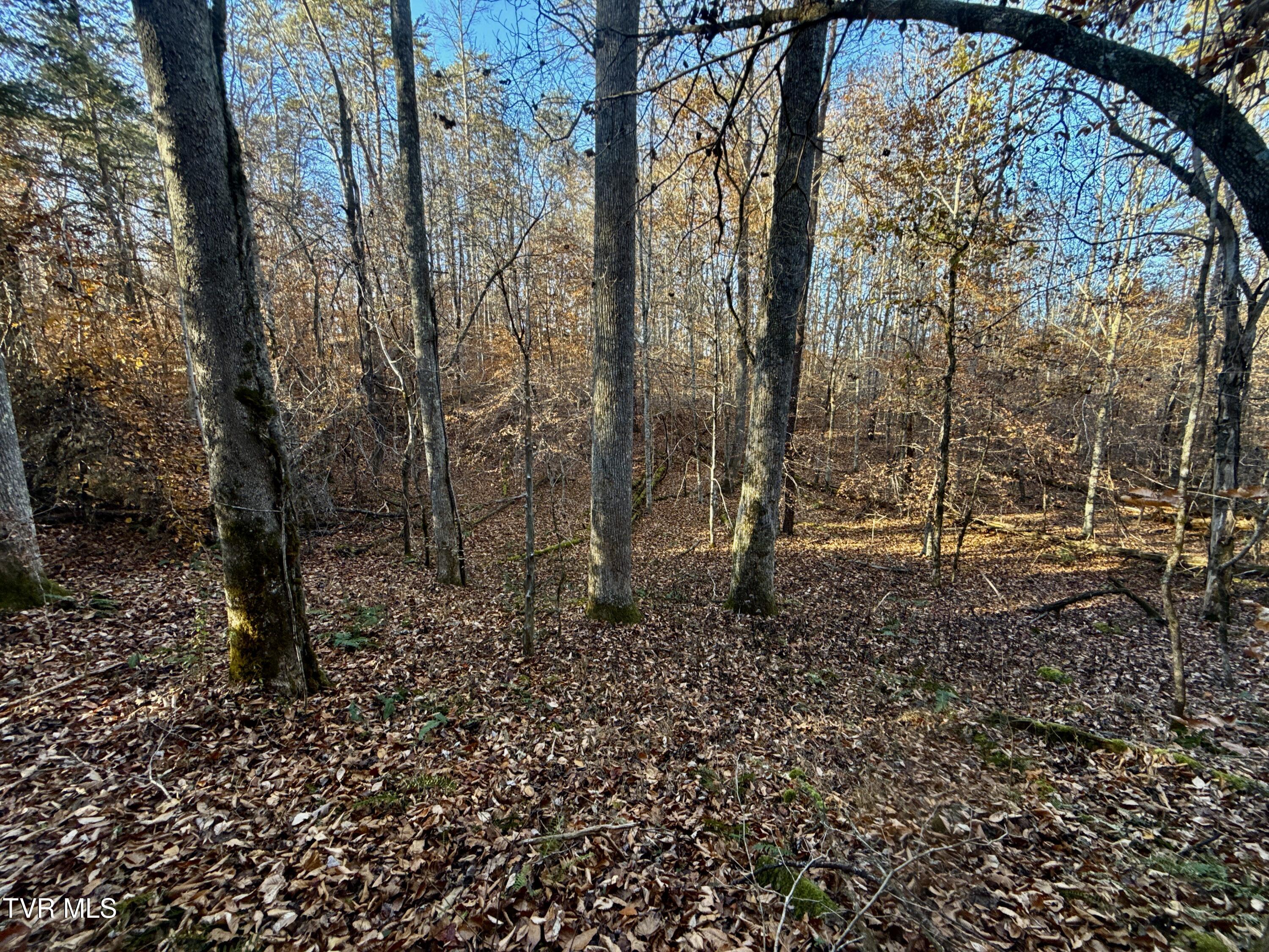 131 Gibson Hollow Road Eidson, TN 37731 - Photo 69 of 102 IMG_7484