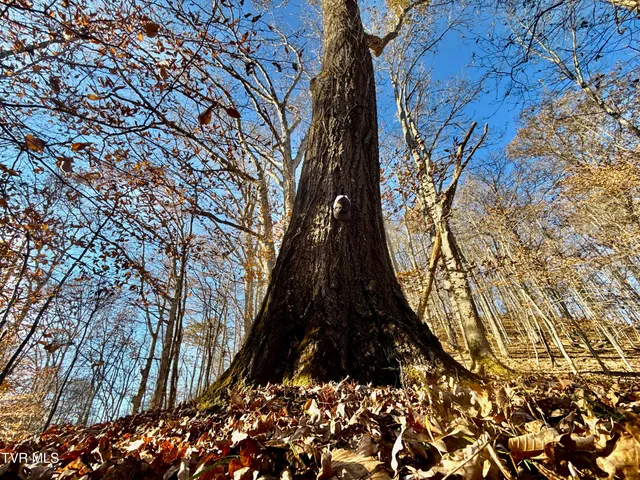 $699,900 | 131 Gibson Hollow Road, Eidson, TN 37731