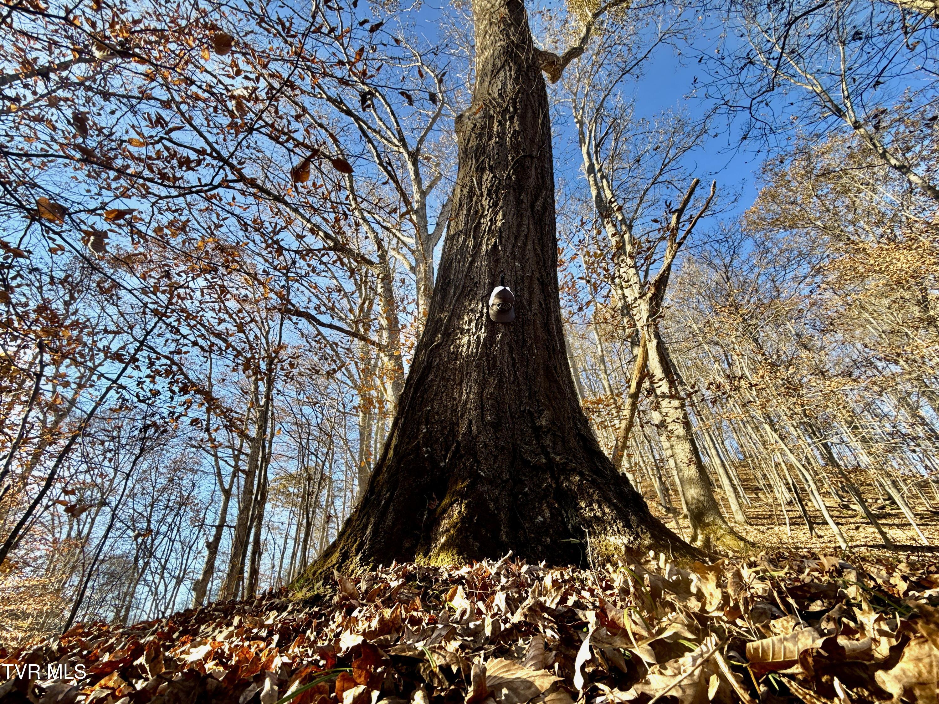 131 Gibson Hollow Road Eidson, TN 37731 - Photo 73 of 102 IMG_7477
