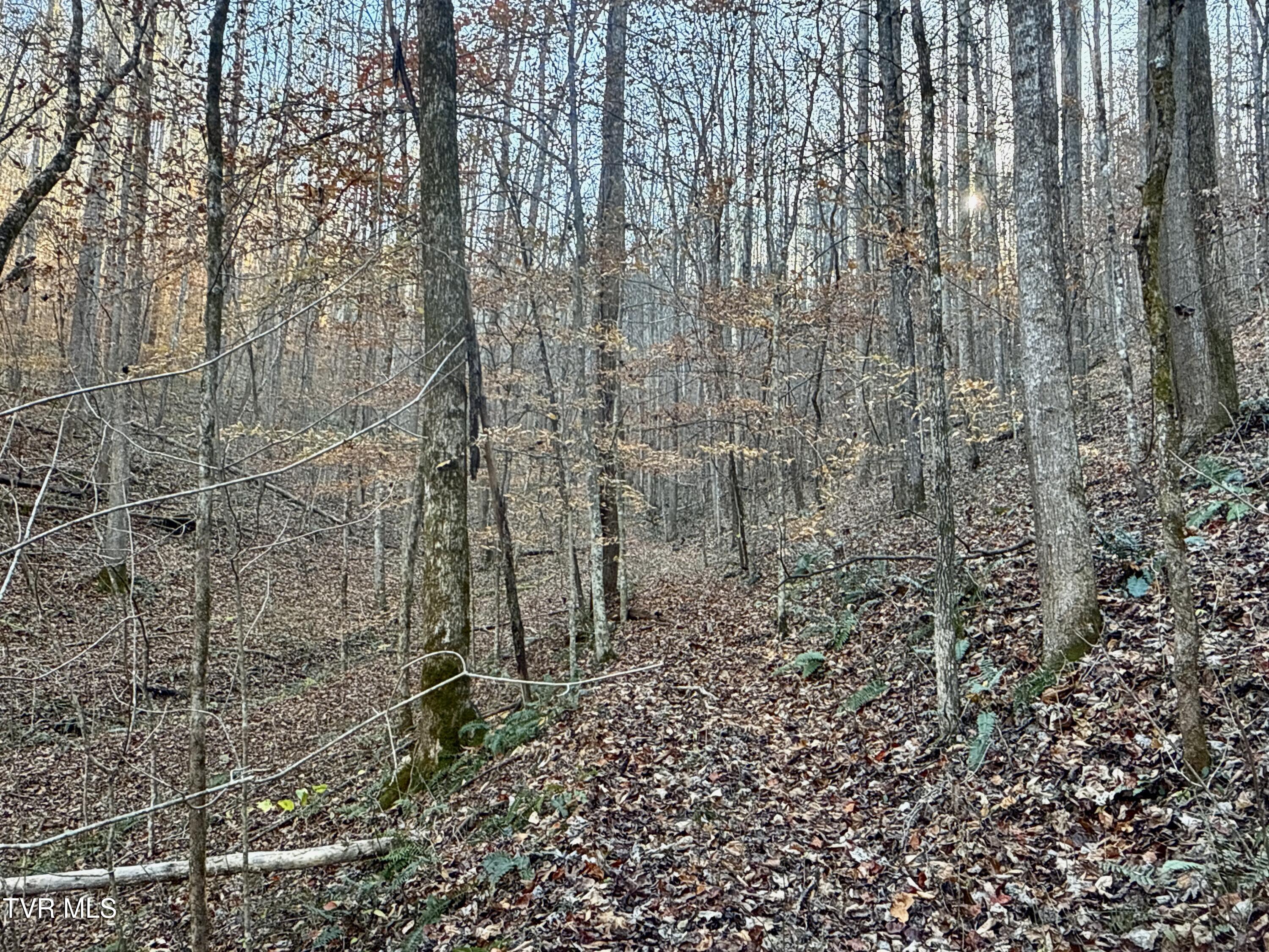 131 Gibson Hollow Road Eidson, TN 37731 - Photo 75 of 102 IMG_7473