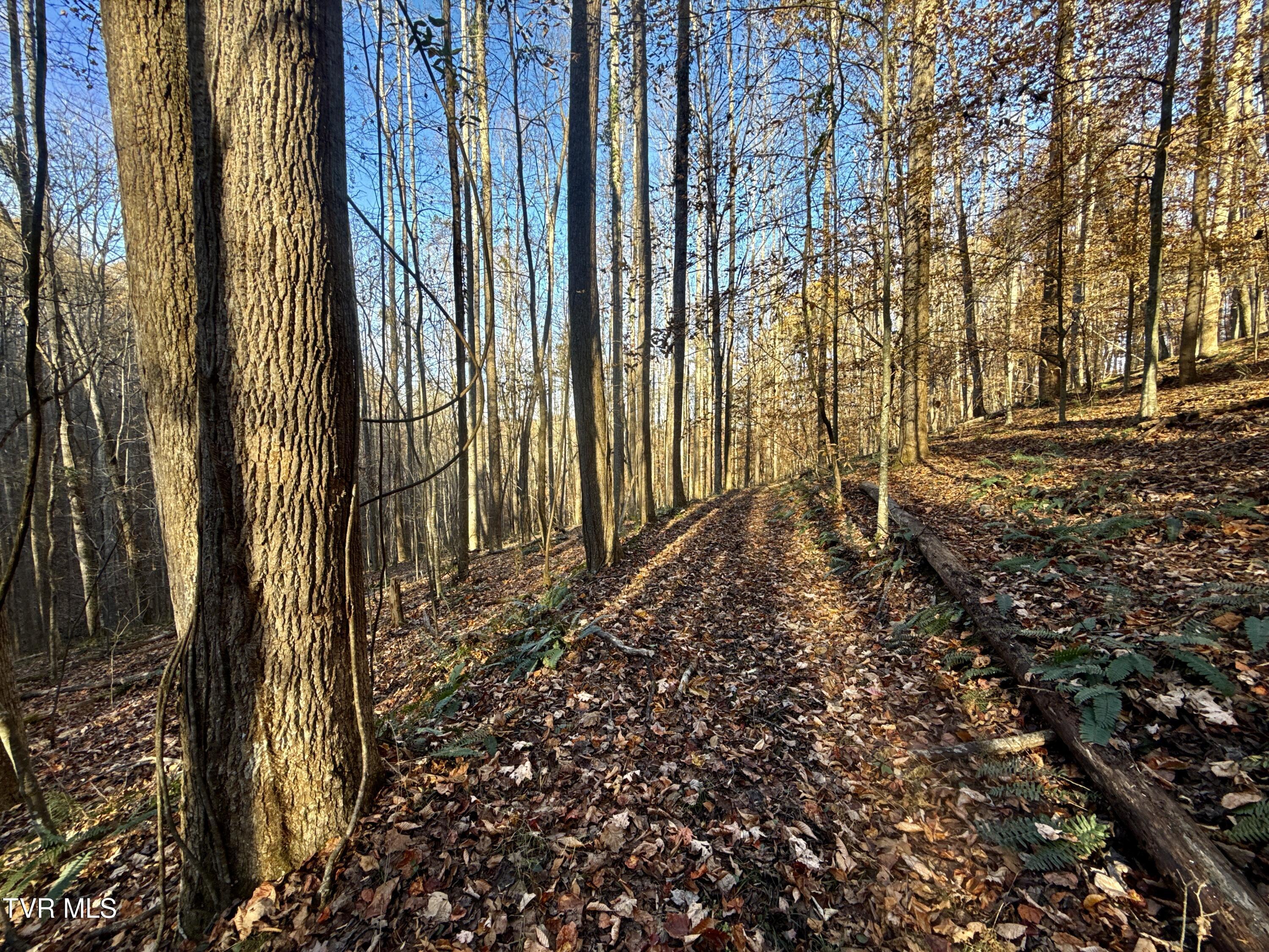 131 Gibson Hollow Road Eidson, TN 37731 - Photo 77 of 102 IMG_7470