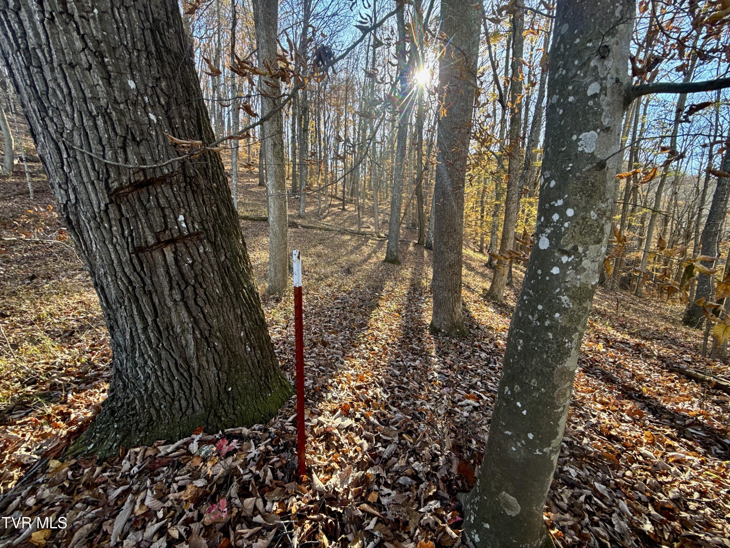 131 Gibson Hollow Road Eidson, TN 37731 - Photo 82 of 102 IMG_7462