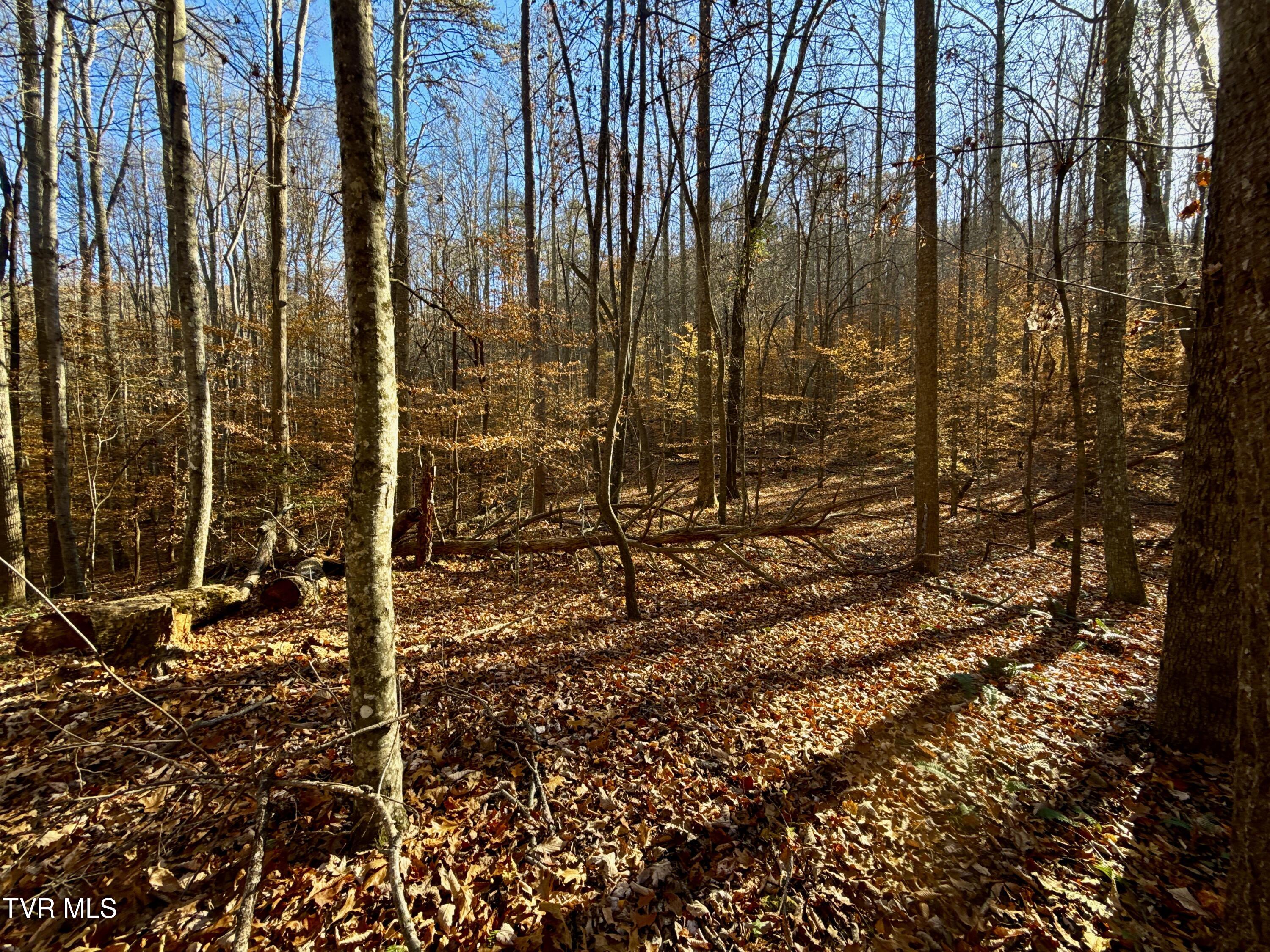 131 Gibson Hollow Road Eidson, TN 37731 - Photo 83 of 102 IMG_7455