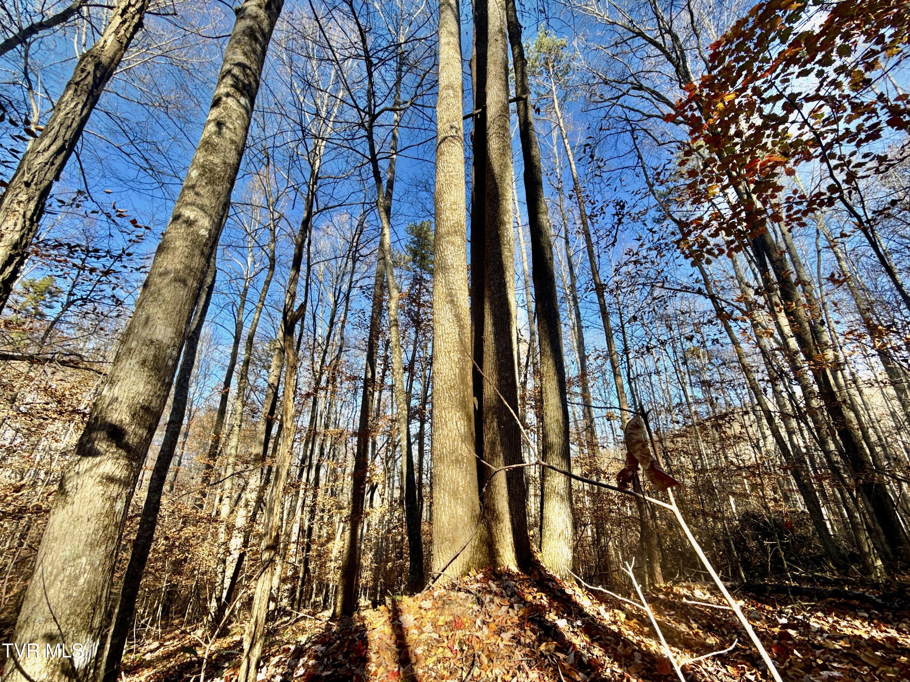 131 Gibson Hollow Road Eidson, TN 37731 - Photo 84 of 102 IMG_7456