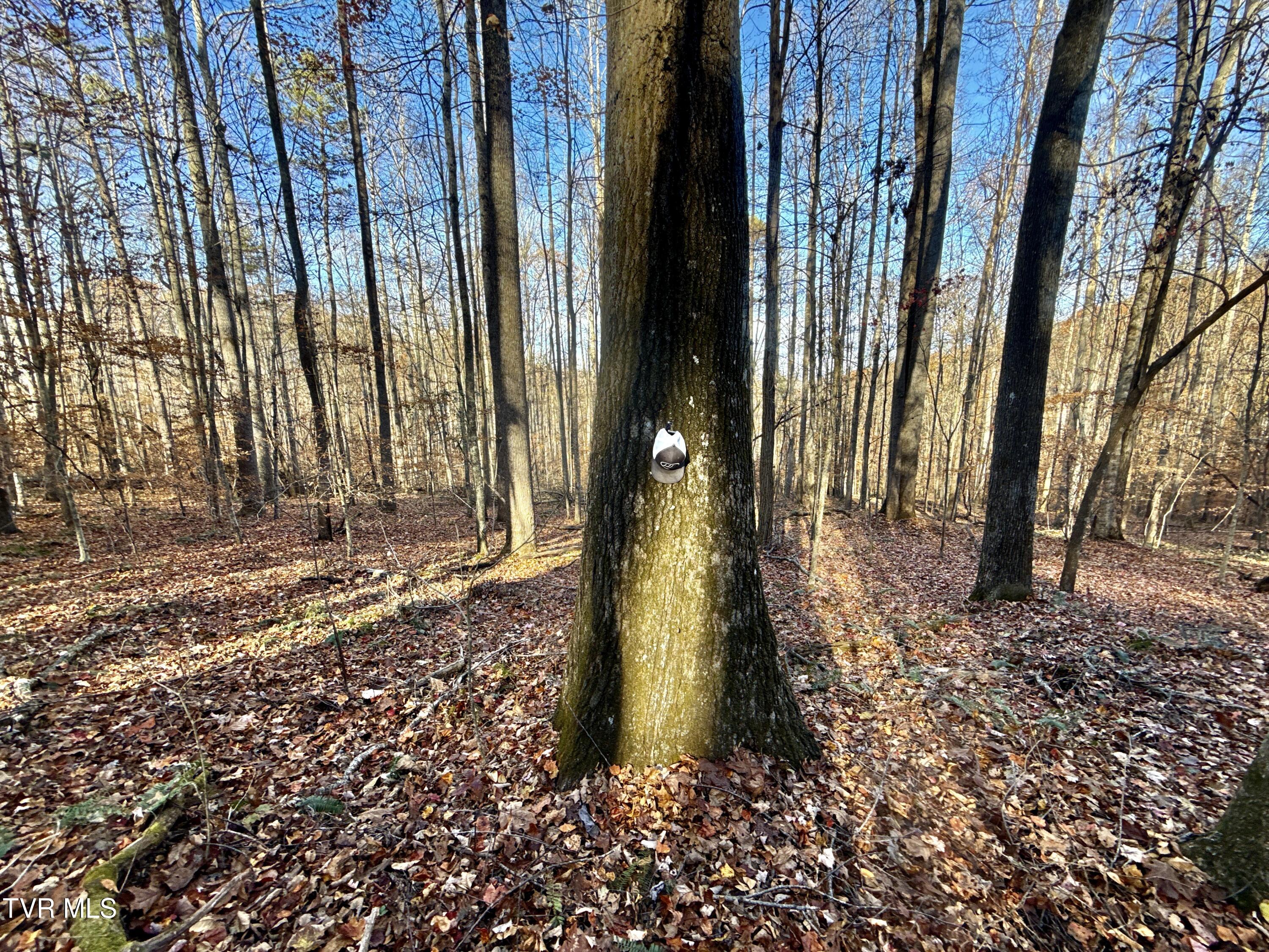 131 Gibson Hollow Road Eidson, TN 37731 - Photo 85 of 102 IMG_7457