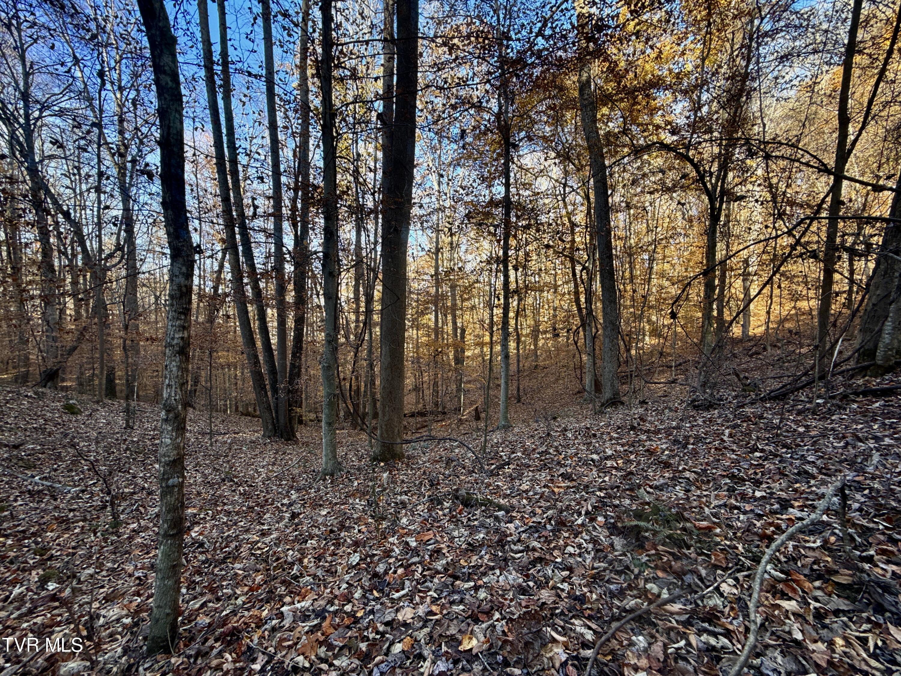 131 Gibson Hollow Road Eidson, TN 37731 - Photo 86 of 102 IMG_7458