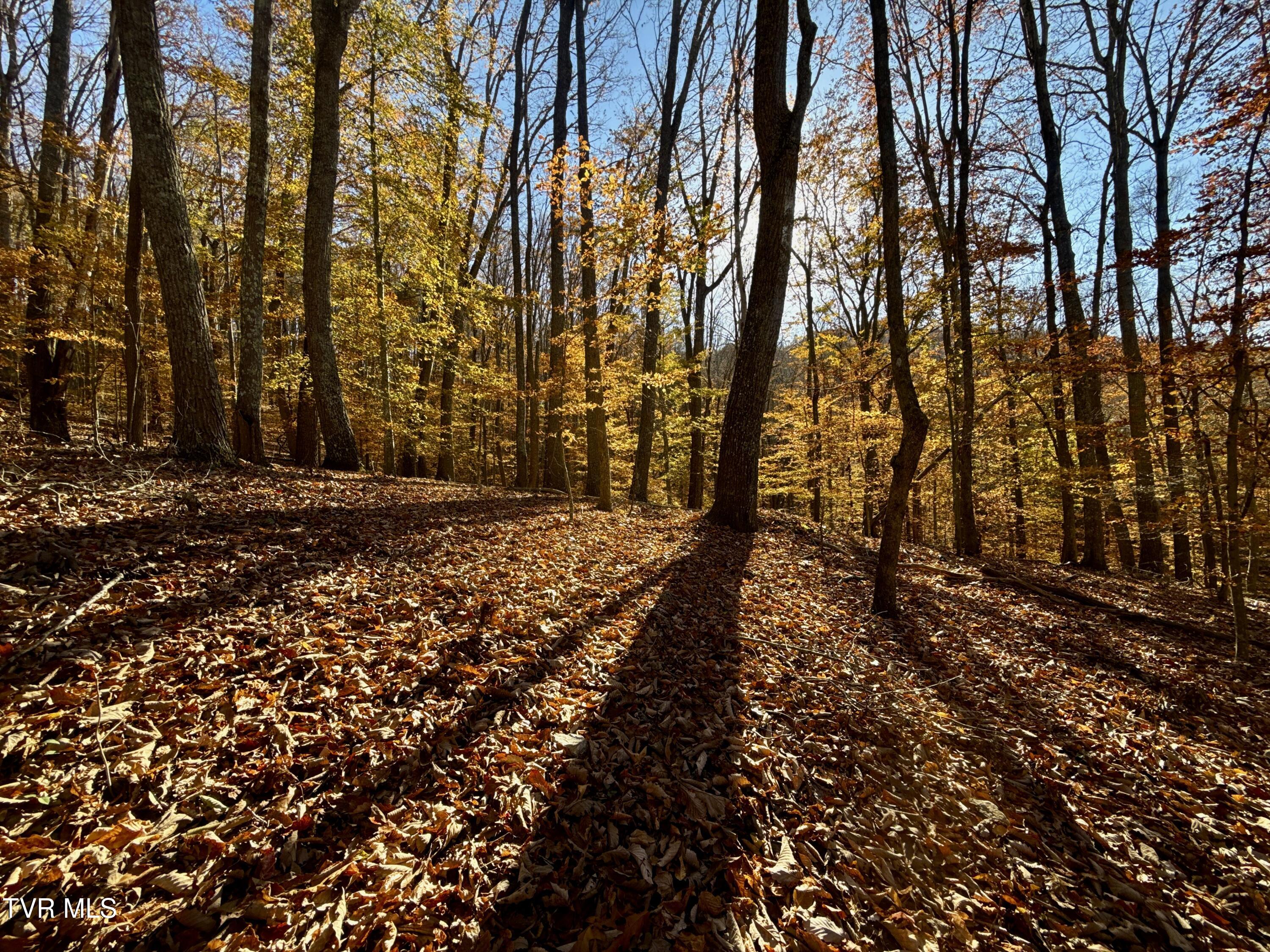 131 Gibson Hollow Road Eidson, TN 37731 - Photo 87 of 102 IMG_7459