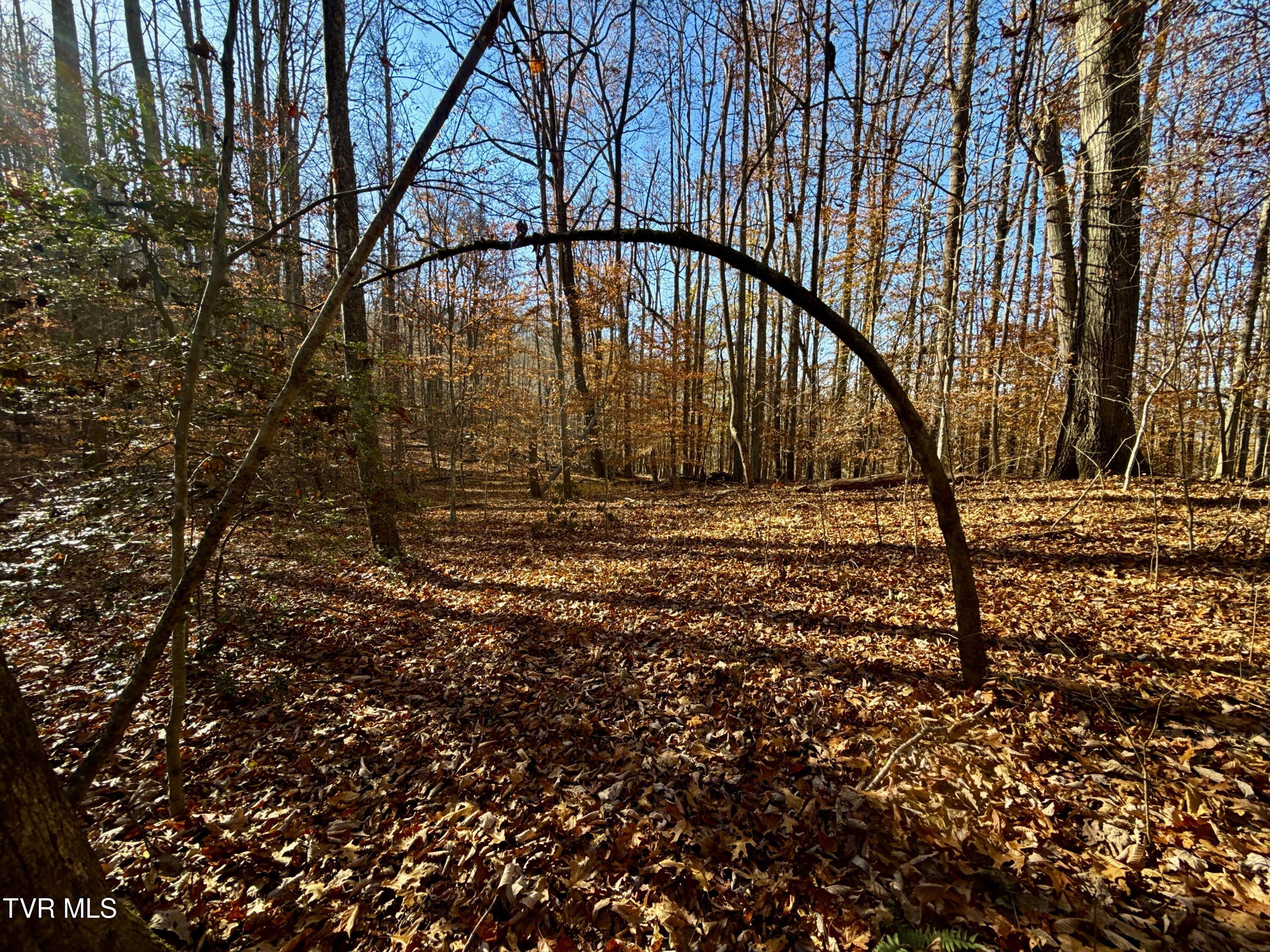 131 Gibson Hollow Road Eidson, TN 37731 - Photo 89 of 102 IMG_7454