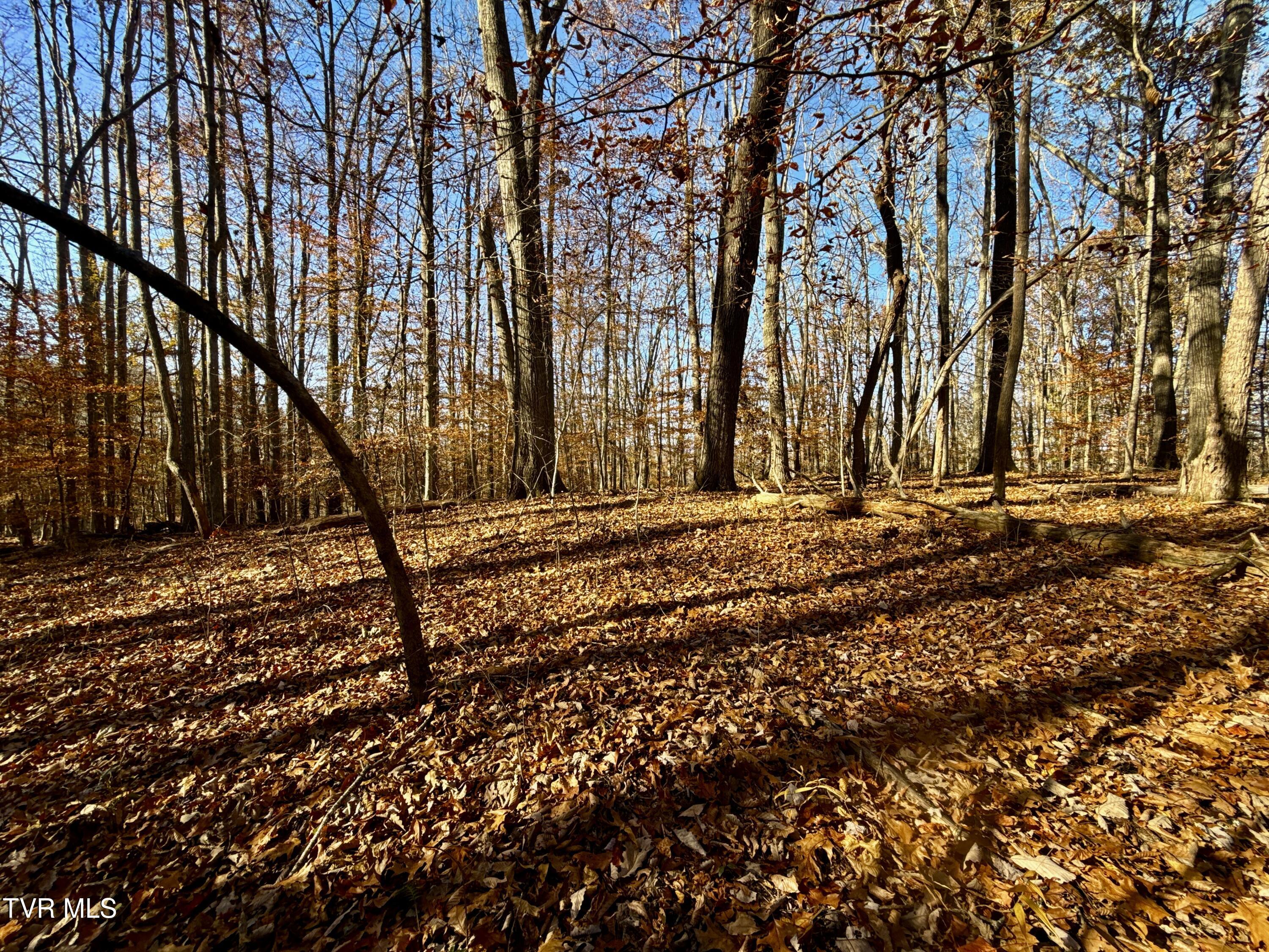 131 Gibson Hollow Road Eidson, TN 37731 - Photo 90 of 102 IMG_7453