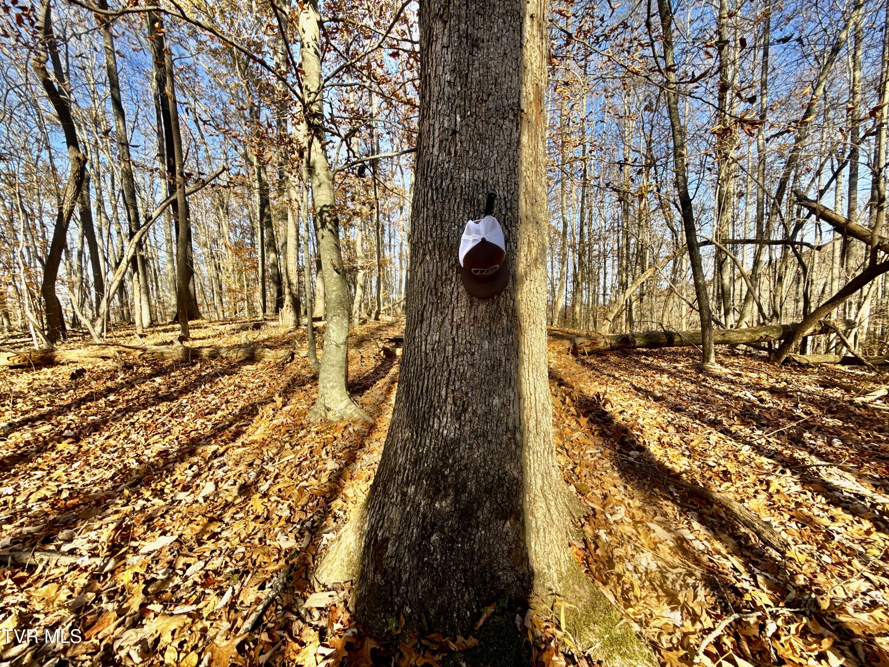 131 Gibson Hollow Road Eidson, TN 37731 - Photo 91 of 102 IMG_7452