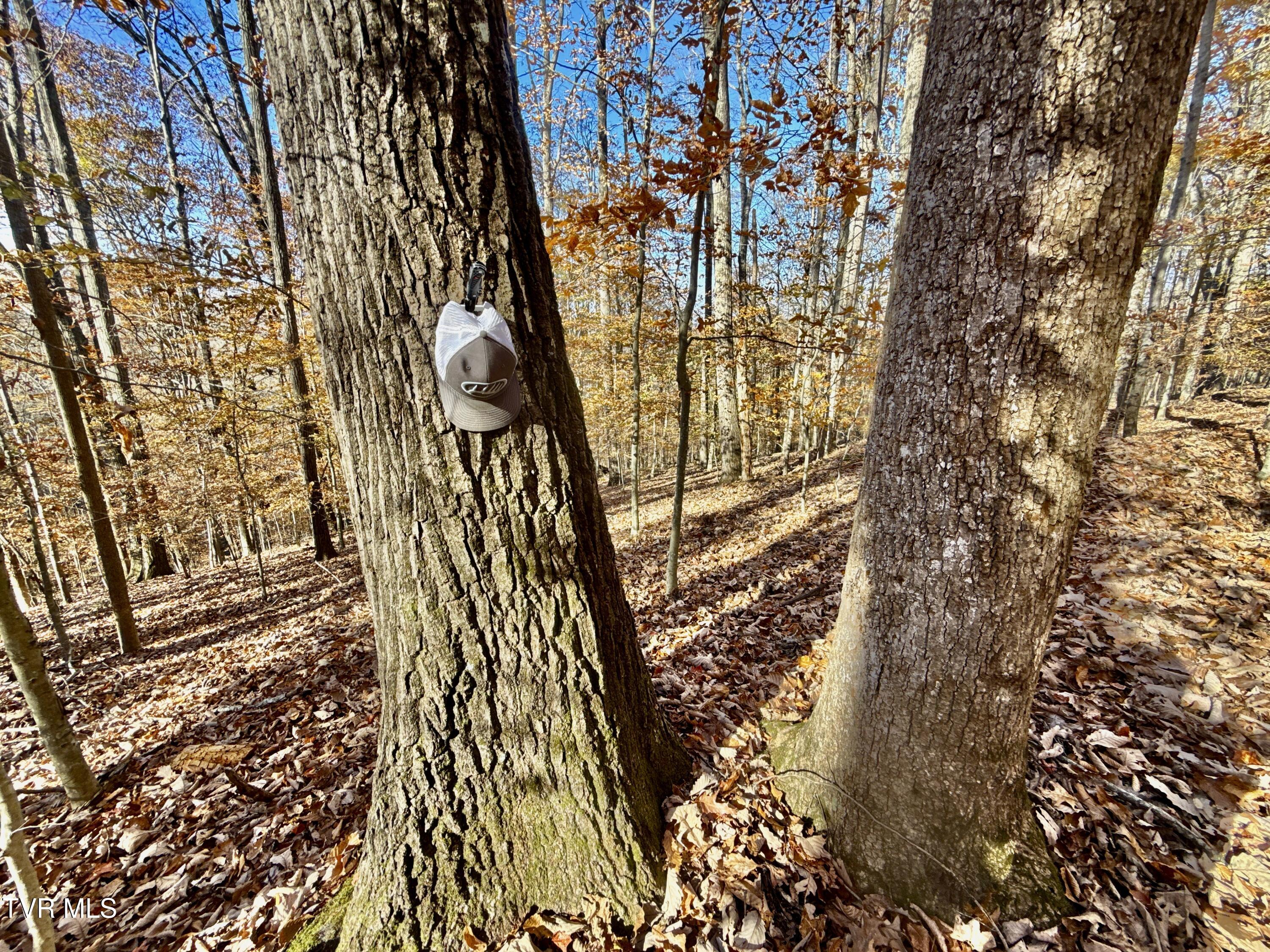131 Gibson Hollow Road Eidson, TN 37731 - Photo 92 of 102 IMG_7451