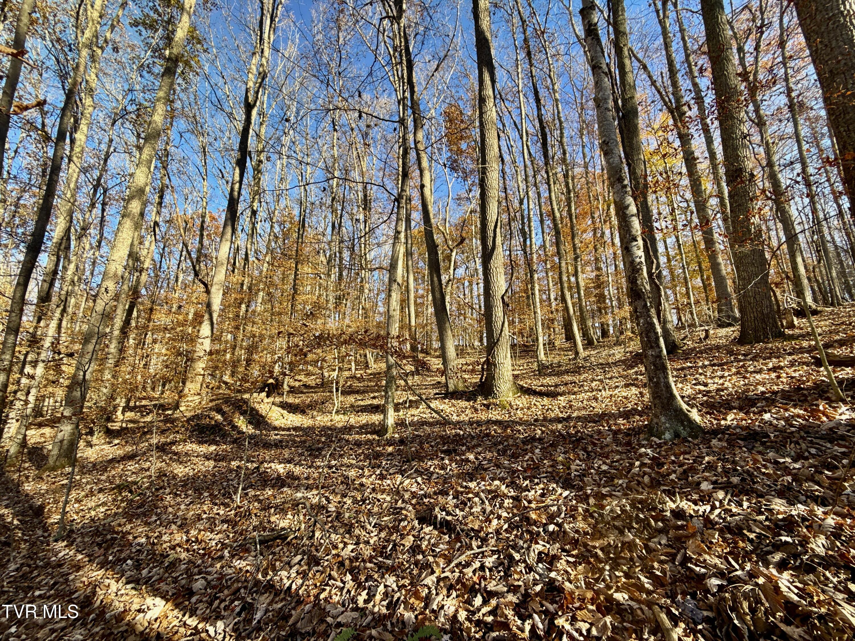 131 Gibson Hollow Road Eidson, TN 37731 - Photo 93 of 102 IMG_7450