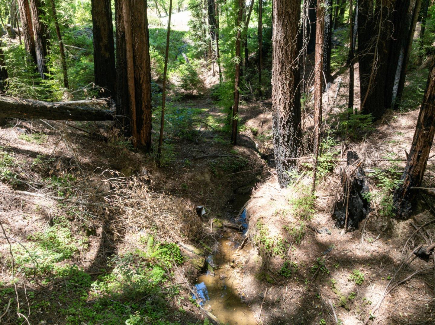 Lot 17 Branson Ranch Boulder Creek, CA 95006 - Photo 29 of 45 a view of a yard with plants and large trees