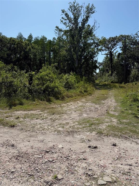 Elza Street New Port Richey, FL 34654 - Photo 3 of 4 a view of outdoor space with trees all around