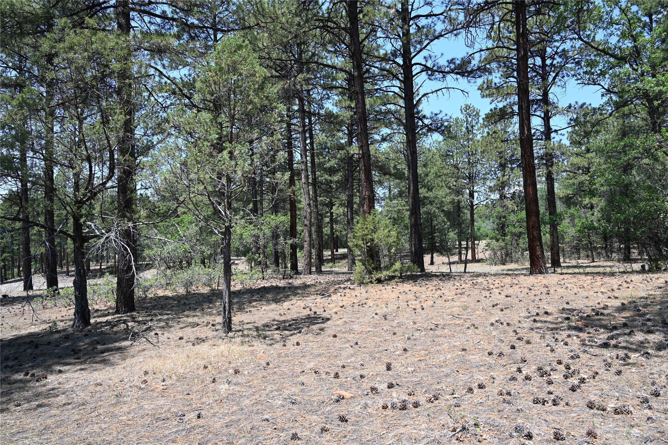 0 The Forks Road Chama, NM 87520 - Photo 24 of 25 Gallery Image 24